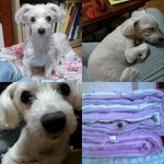 충남신천저수지에서 잃어버린말티즈를찾습니다