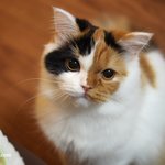 고양이 약 먹이기 1탄(유봉이네)