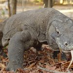 사람 잡는 <b>도마뱀</b>