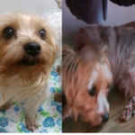 우리 톨이좀 찾아주세요 제발 .... 인천 연수구 <b>청학동</b>