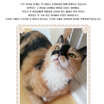 왕따 당하는 고양이를 도와주세요~
