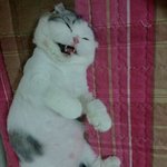 스코티쉬<b>폴드</b> 말랑말랑 쵸파왔어요~
