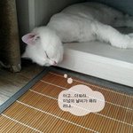 [냥판]고양이의 물놀이