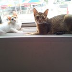 새끼고양이 질문입니다