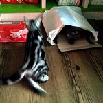 진격의 고양이~! 나오미와<b>레오</b>