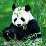 귀엽고 깜찍한 <b>팬더</b>의 일상ㅋㅋㅋㅋㅋ