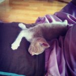 아기냥이 임보일기 7