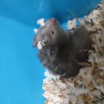 귀여운 골든햄스터! <b>게살</b>버거를 소개할게요