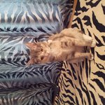 까칠한 고양이 권미호이야기