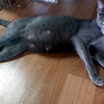 아<b>깽이</b>사진 대방출 그리고 마음 아픈 이야기