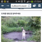 강아지 밥도안주고 묶어서 <b>학대</b>한다는 글을발견했어요 도와주세요..
