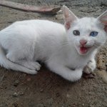 고양이 두마리 <b>실종</b>..누가 데려간거 같아요