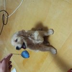 사고뭉치골든리트리버폴리이야기