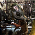 잔인한 <b>동물</b>쇼의 실체