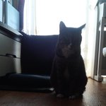 <b>후레쉬</b>가싫은냥이
