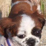 하늘나라로 떠난 우리 막둥이