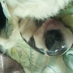 하늘이와 아가야들 ( 1 _ 출산 )