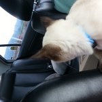 6개월된 <b>토리</b>를 분양해온날