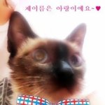 [인어공주] 거의 일년을 <b>철장</b>에 갇혀서 살다가 구조된 삼냥이 아랑이예요
