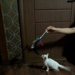 <b>터키</b>쉬앙고라분양해요