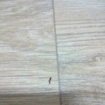 사진ㅇ)페ㅂ리즈로 <b>쥭</b>이기