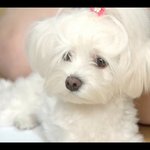 위니아 만도 <b>딤채</b> 김치냉장고 화재사건 피해자입니다