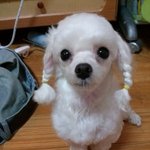 히봉이를 찾아요 제발 도와주세요 (사진有)