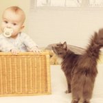 [팔부] 아기와 <b>동물</b> 12