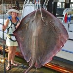 84kg 괴물 독가오리