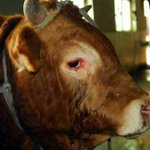 [유리의소설] [스포 조심] 눈물에 대한 잡설