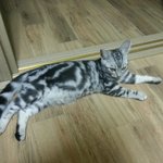 아메리칸 숏헤어 실버 <b>보리</b>양