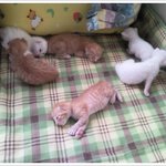 [콩뽀리] 콩이와 뽀리 엄마, 아빠가 되다.