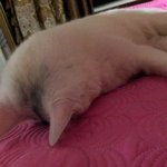 [업뎃]얘는 왜이러는 걸까요? 흔한 고양이의 자는 포즈