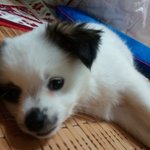 1회 몽이 몽이 몽이네