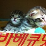 저희집 아가 첫번째 <b>치타</b>~