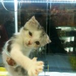 잘생긴 고양이 !  미남이 이야기