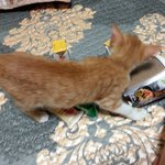 귀여운 냥이 키우실분~^^