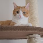 일본 고양이 이야기(유봉이네)