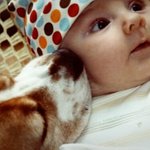 [팔부] 아기와 <b>동물</b> 13