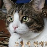 무더위에 입맛 살려줄 여름 김치 담그는 법!