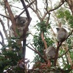 [<b>LIFE</b>]호주- 코알라를 직접 만져볼 수 있는 호주 Wild <b>Life</b>...