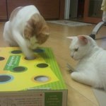 [콩뽀리] 개그냥이 김뽀리.