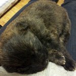 엄청 멋있는 진돗개 호구 봄