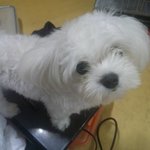 서울시 관악구 난곡동(<b>신림</b>3동)에서 강아지를 잃어버렸습니다.