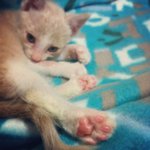 아가냥이 임보일기, 마지막