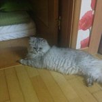 2차수정(+추가) 고양이를 버리고 잠수탄 아줌마