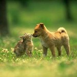 <b>사이</b>좋은 강아지&amp;고양이 사진 모음