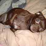 경기도 남양주 진건읍 <b>뱅이</b>삼거리 부분 강아지를 찾습니다..