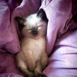 냥판) 우리집 고양이 <b>하마</b>와 하루의 하루를 공개하마.