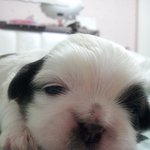 하늘이와 아가야들 ( 3 )